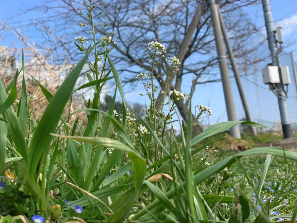 小さな春の花