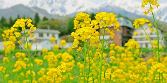 菜の花